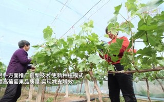 葡萄科技魔方 【用料给力，软件偏少】葡萄探索号儿童科技玩具评测